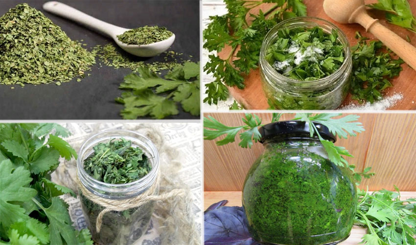 Как хранить зелень