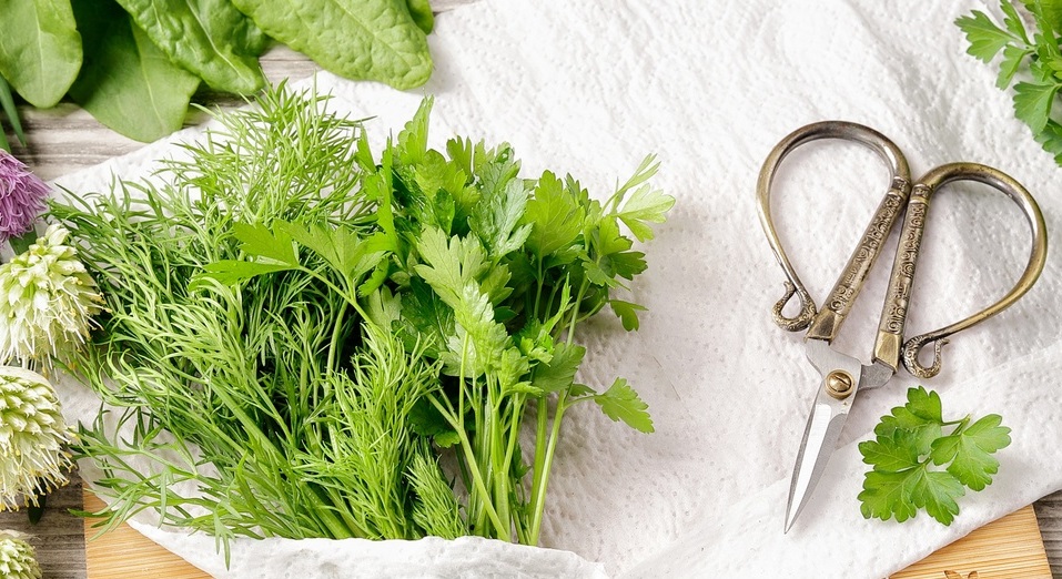 Как хранить зелень