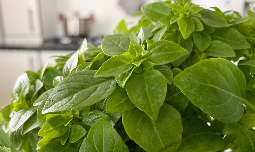 Как хранить зелень