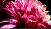 Телевизор Sony KD-75XG9505 фото 3 в Санкт-Петербурге