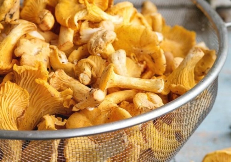 Можно ли, как и сколько хранить лисички в холодильнике?