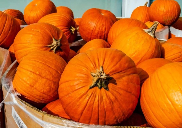 Можно ли, как и сколько хранить тыкву в холодильнике